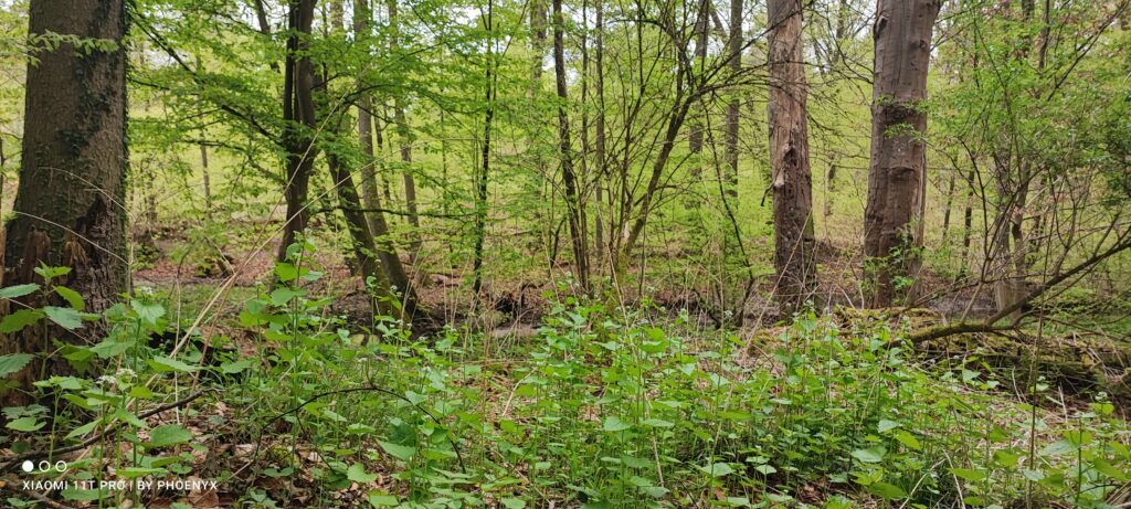 Bild aus dem RilzemerUrwald schade wenn so was schönes durch Müll in der Umwelt geschädigt wird.