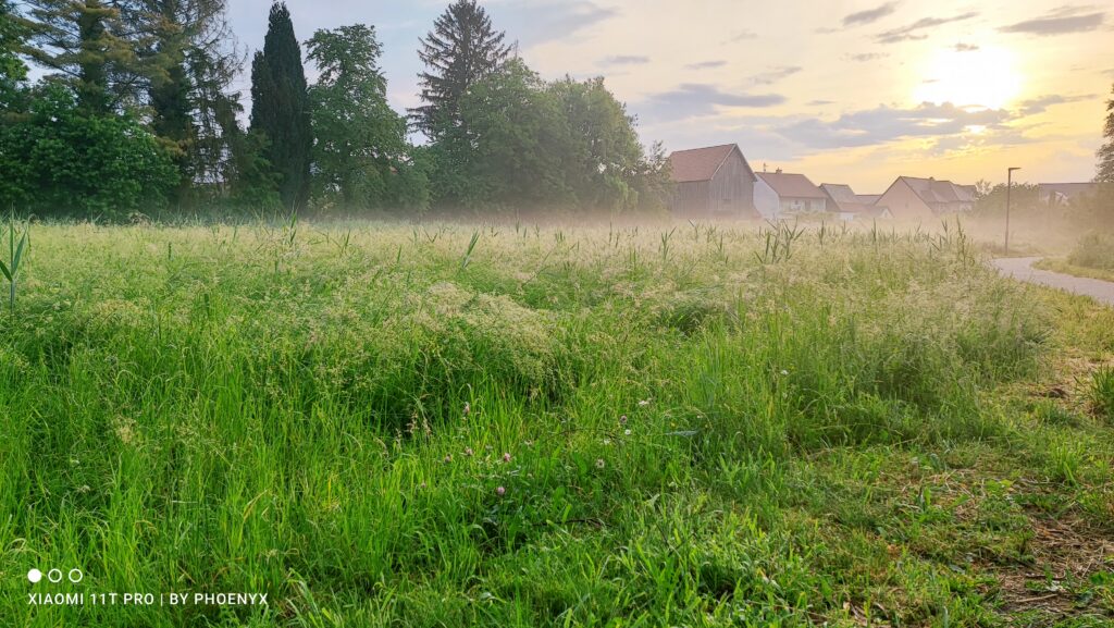 Wiese nach Gewitter