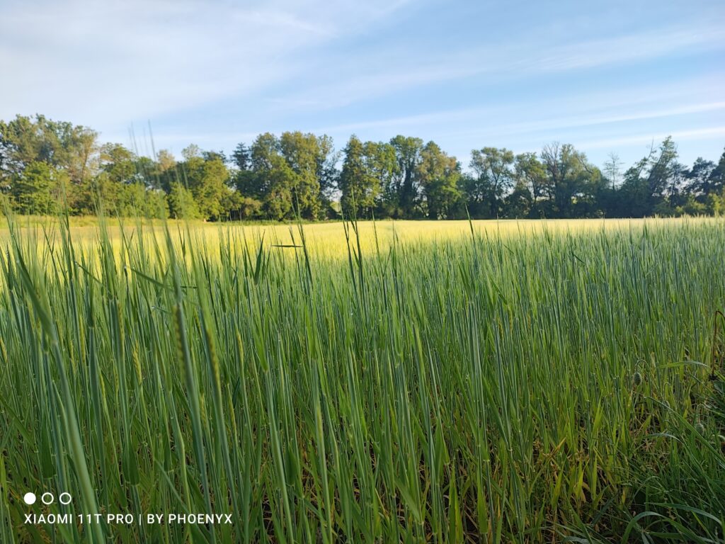 Weizenfeld am Morgen