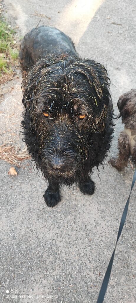 Sonntags Hunderunde Puzzels und wir waren in der Wiese