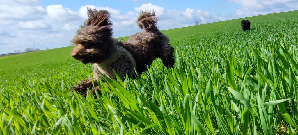 Jumping Cookie